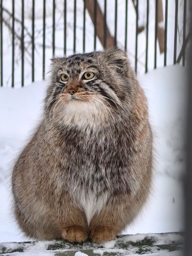 ノヴォシビルスク動物園のブルースの写真