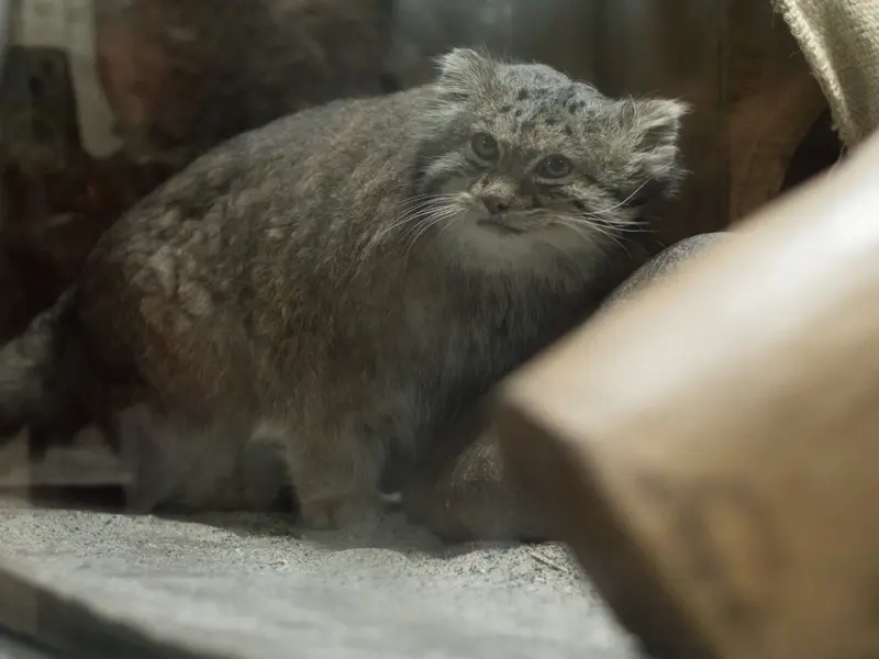 恩賜上野動物園のクリョンの写真