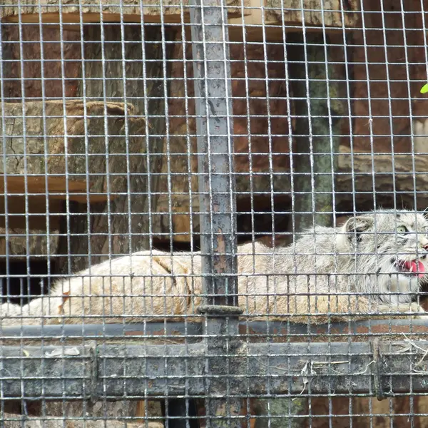 レニングラード動物園のシューの写真