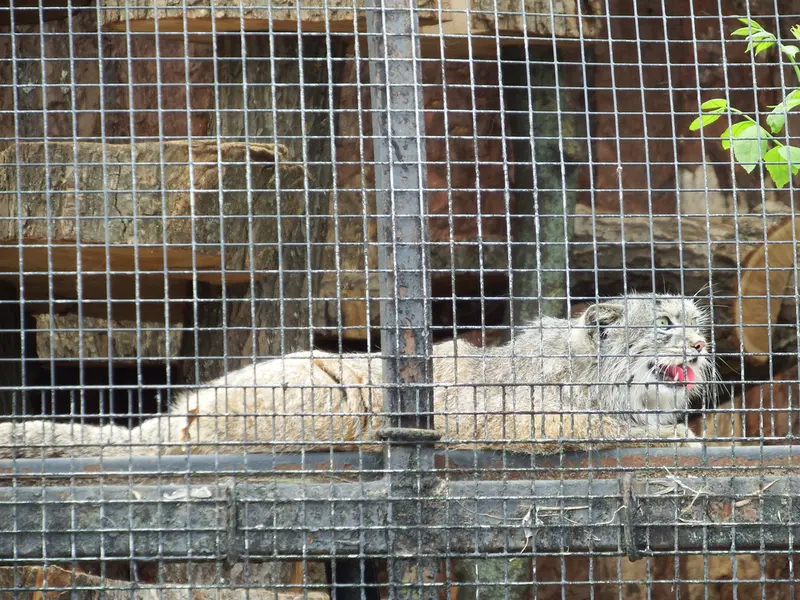 レニングラード動物園のシューの写真