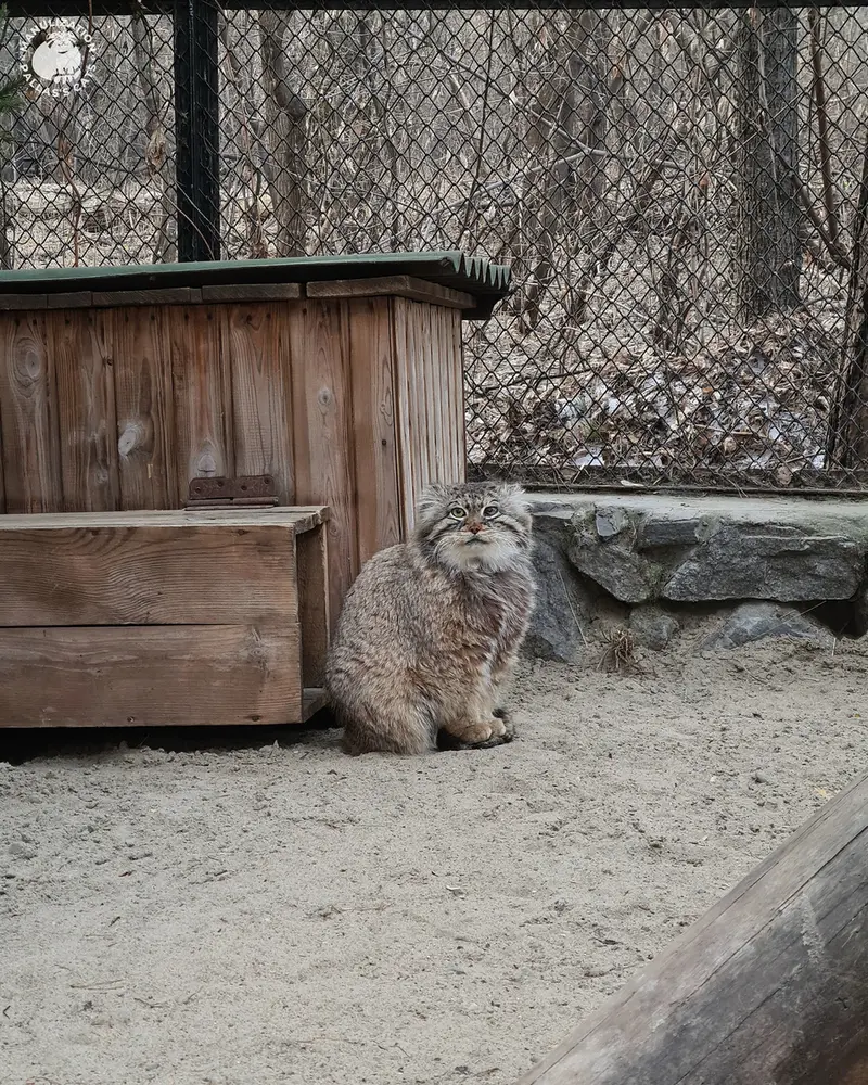ノヴォシビルスク動物園のゼレノゴルスクの写真