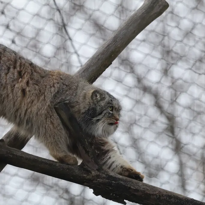 コルケアサーリ動物園のアルカスの写真