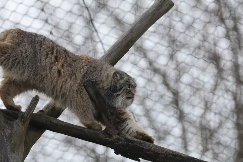 コルケアサーリ動物園のアルカスの写真