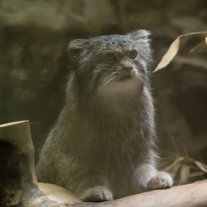 恩賜上野動物園のクリョンの写真