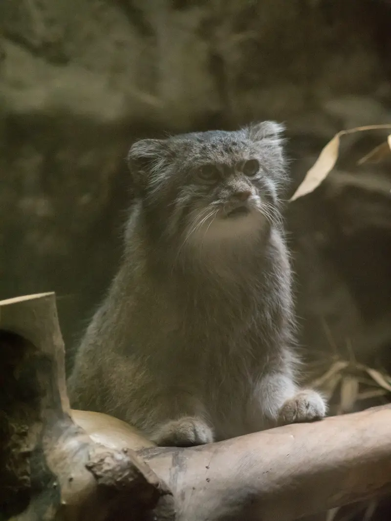 恩賜上野動物園のクリョンの写真