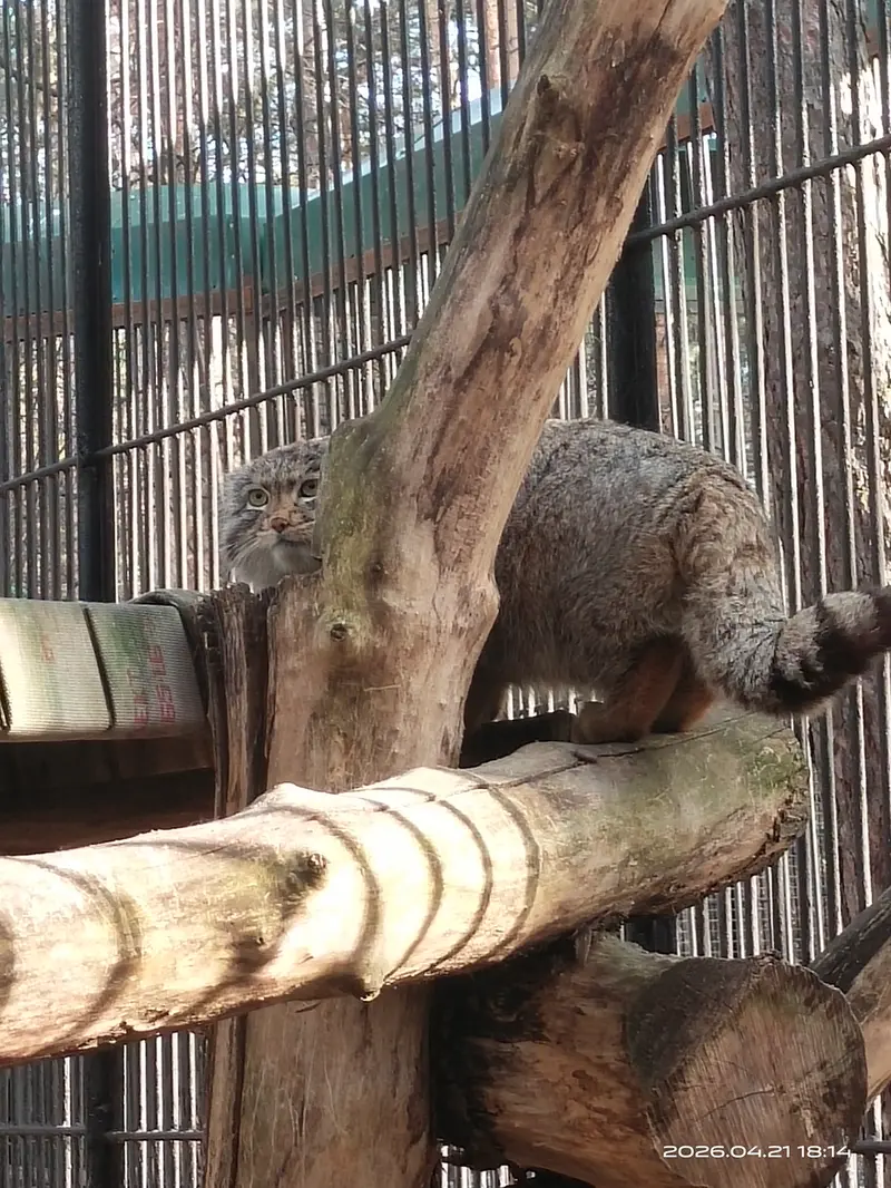 ノヴォシビルスク動物園のグレイの写真