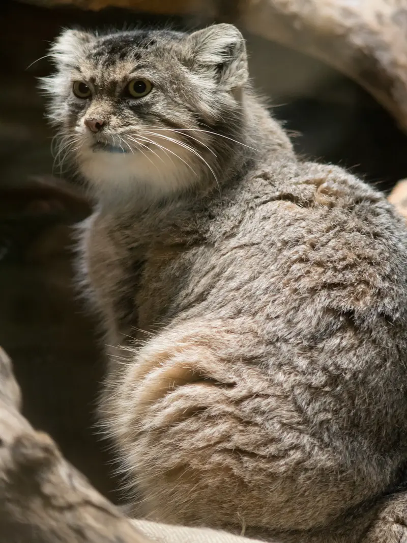 恩賜上野動物園のプリームラの写真