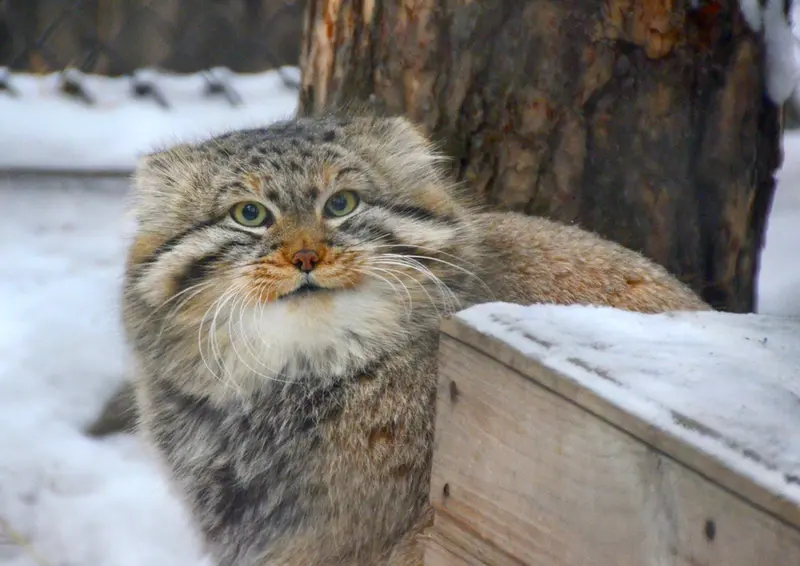 ノヴォシビルスク動物園のゼレノゴルスクの写真