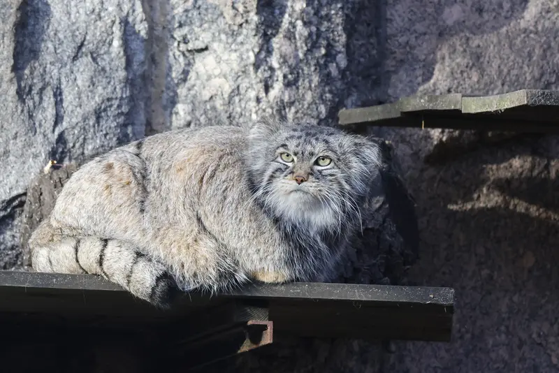 モスクワ動物園のティモフェイの写真