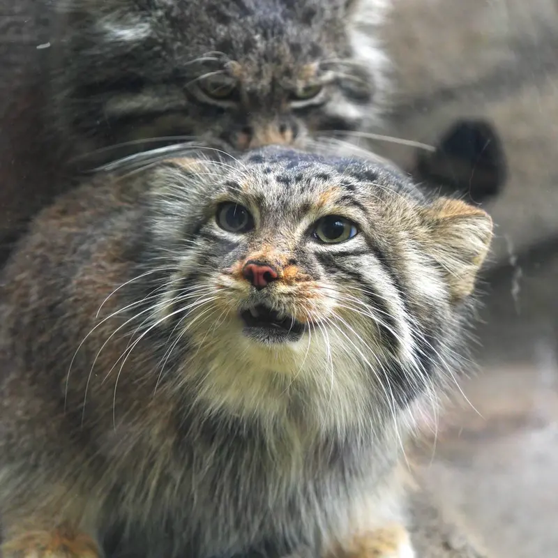 神戸どうぶつ王国のアズとナルの写真