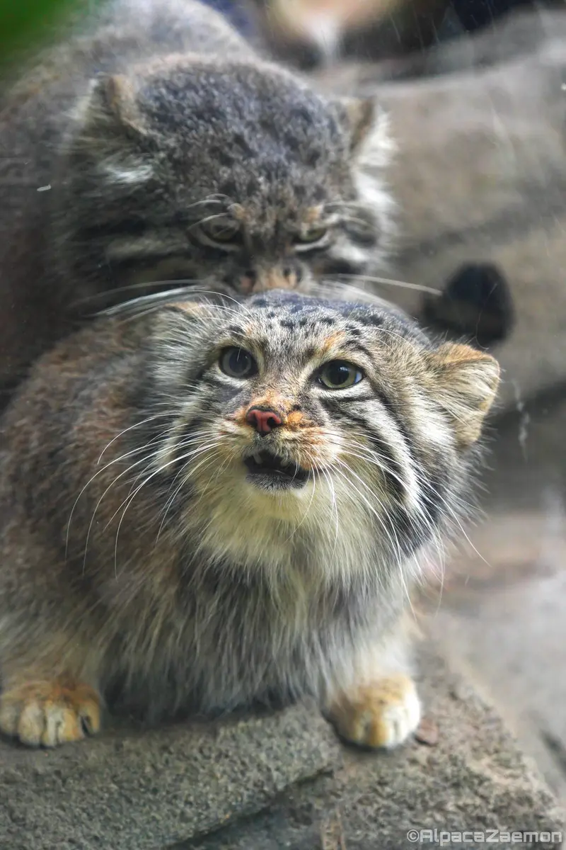 神戸どうぶつ王国のアズとナルの写真