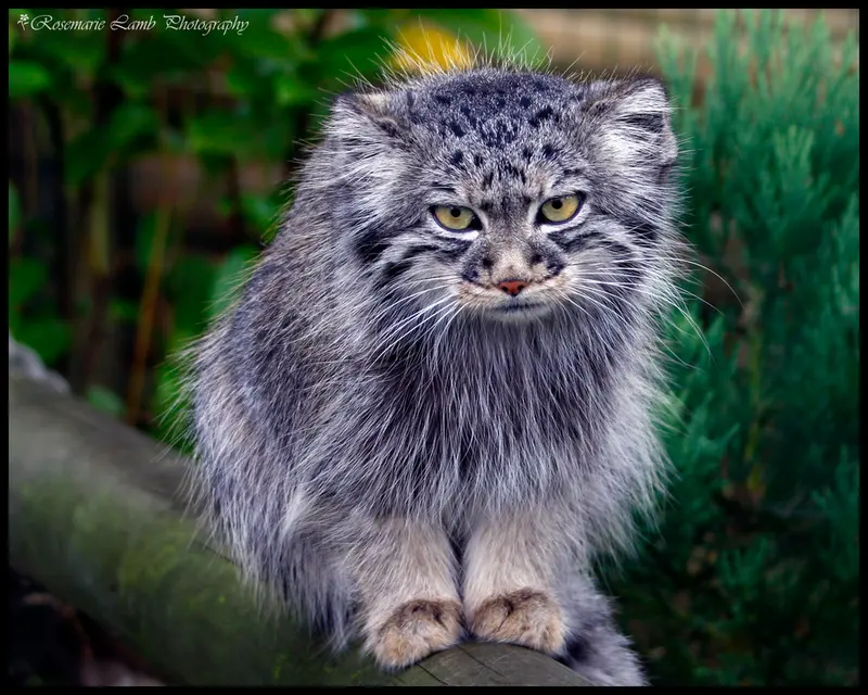 ビッグ・キャット・サンクチュアリのトゥーラの写真
