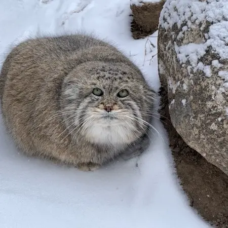 シンシナティ動物園のマヌルネコのムシュドッグ