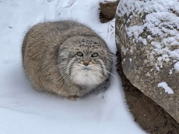 プエブロ動物園のムシュドッグの写真