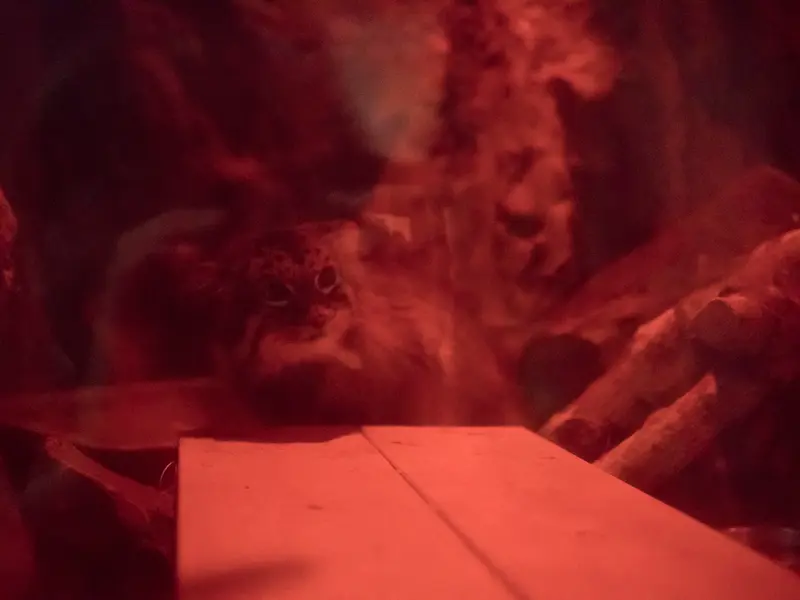 恩賜上野動物園のナイマの写真