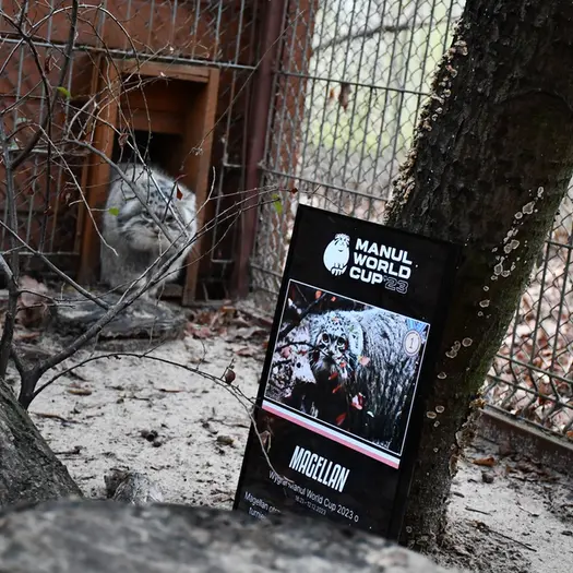 ポズナン新動物園のマゼランの写真