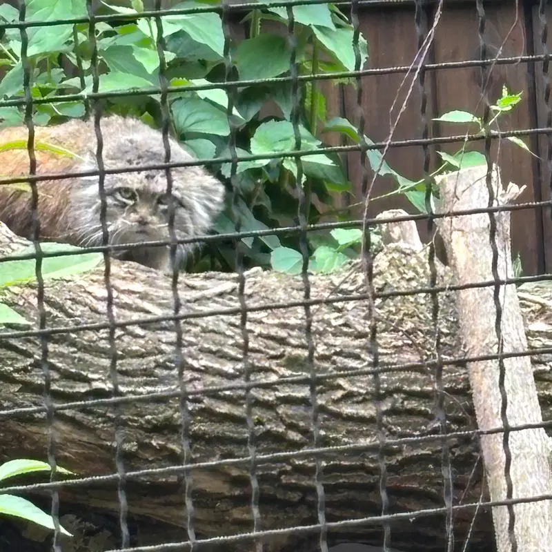 ワルシャワ動物園のジェシーの写真