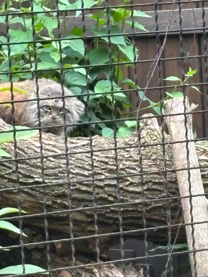 ワルシャワ動物園のジェシーの写真