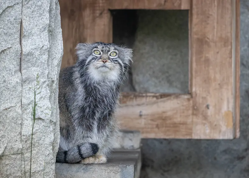 モスクワ動物園のティモフェイの写真
