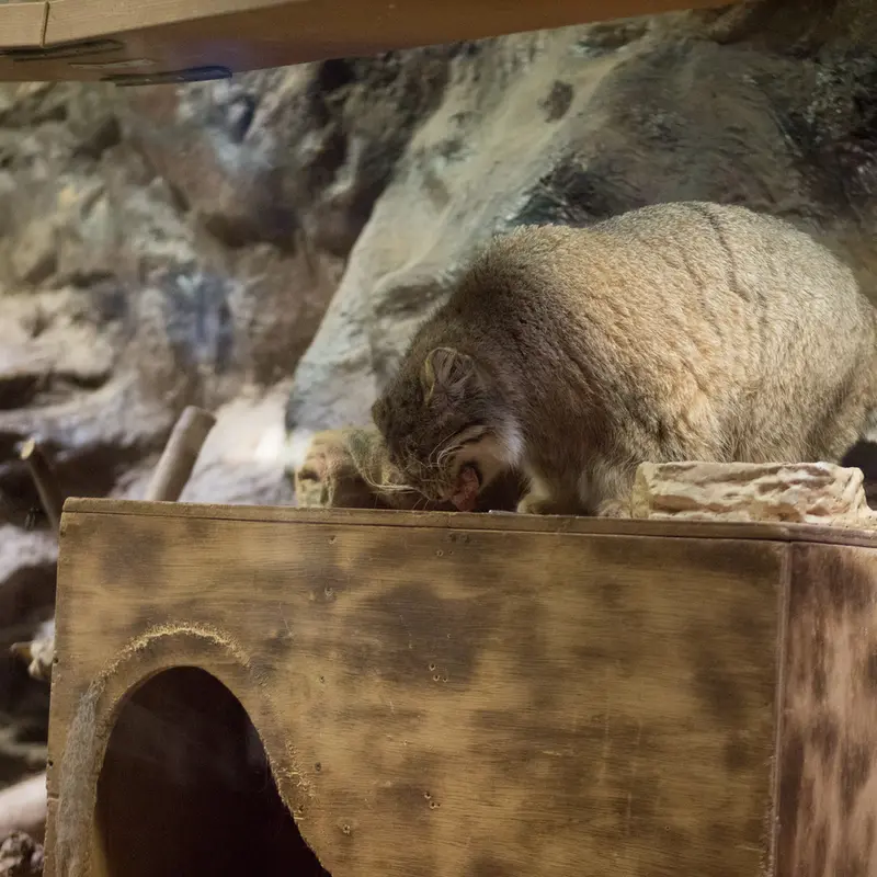 恩賜上野動物園のプリームラの写真