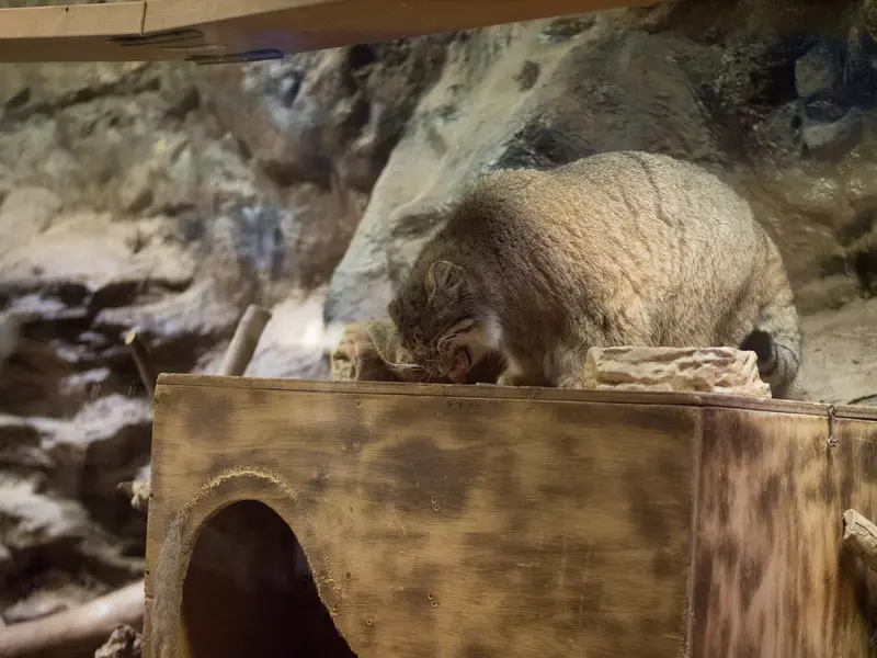 恩賜上野動物園のプリームラの写真