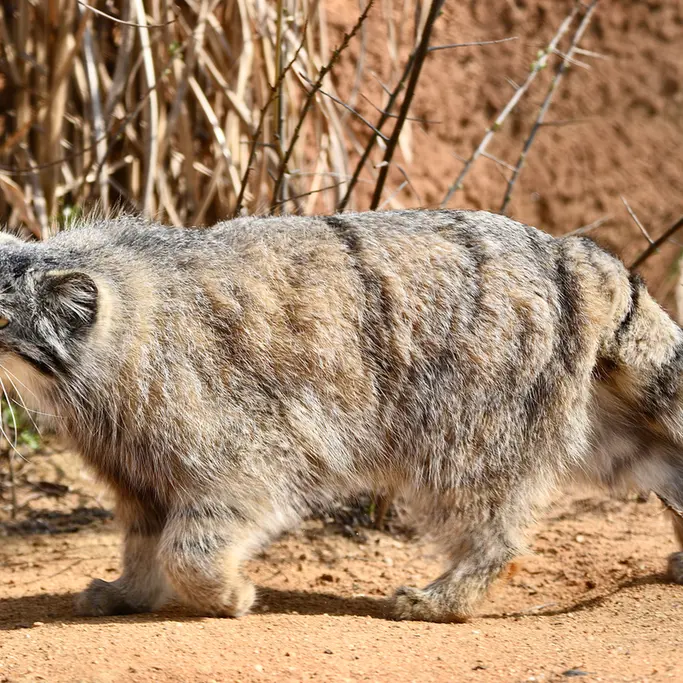 プラハ動物園のプリンセッサの写真