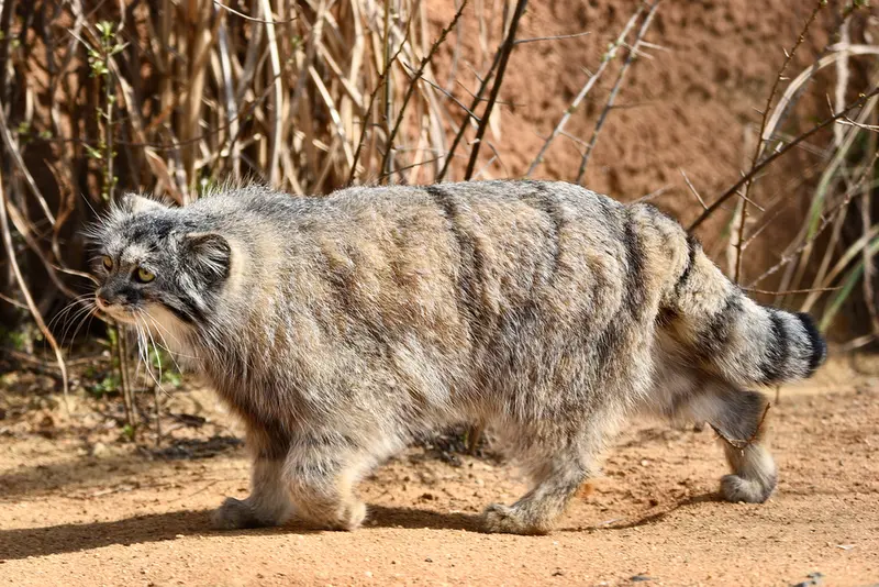 プラハ動物園のプリンセッサの写真