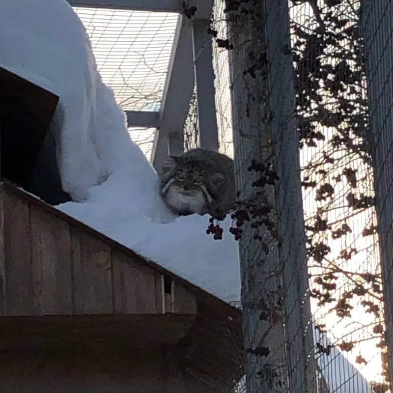 イジェフスク動物園（ウドムルト動物園）のアルタイの写真