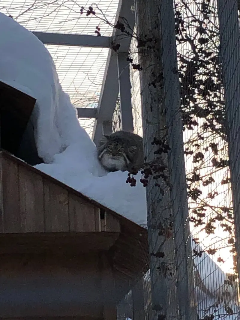 イジェフスク動物園（ウドムルト動物園）のアルタイの写真