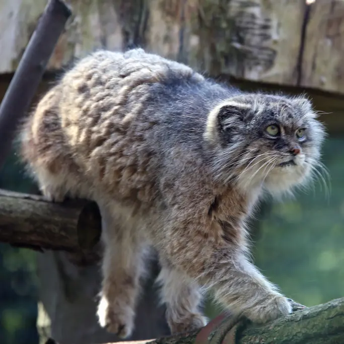 ウッチ動物園のパッツォの写真
