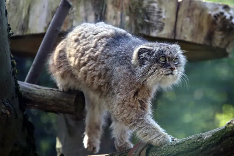 ウッチ動物園のパッツォの写真