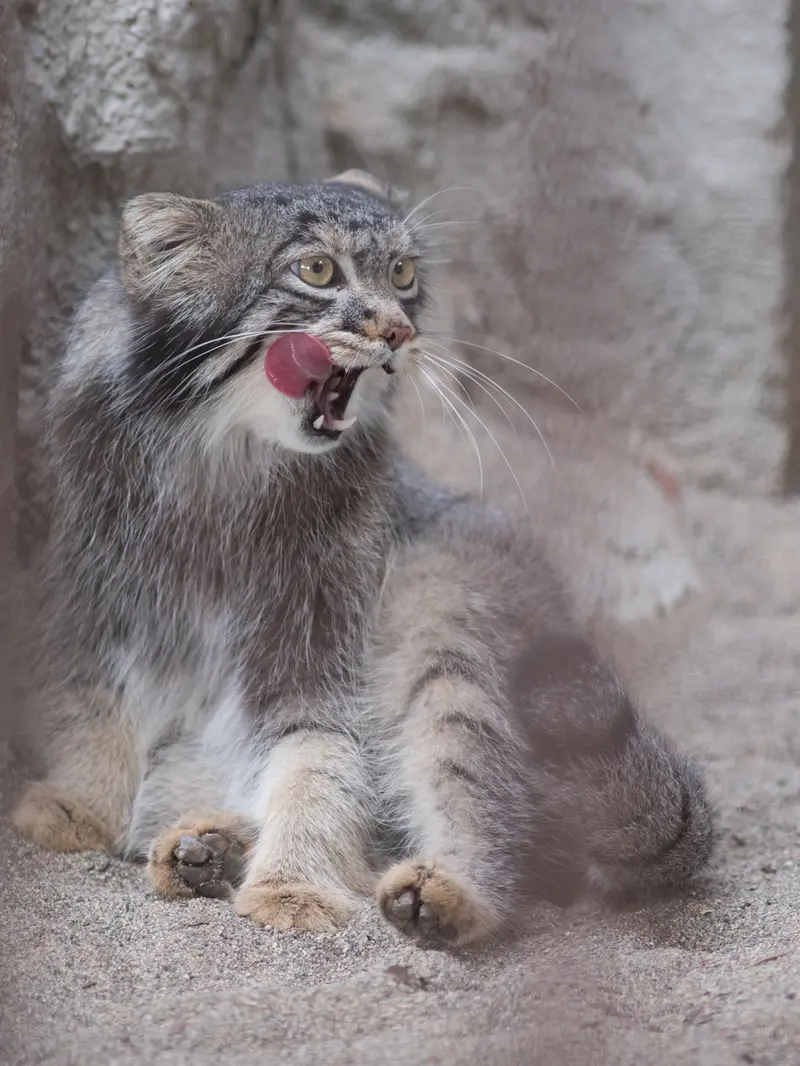 野毛山動物園のフィーガの写真
