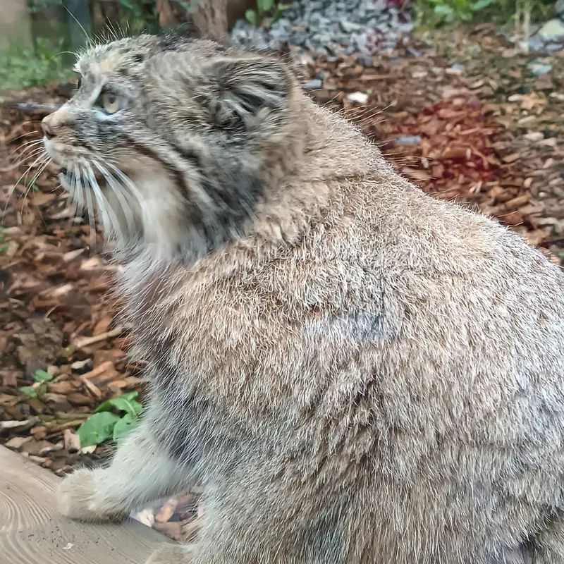 トレゴムール動物園のイフルの写真