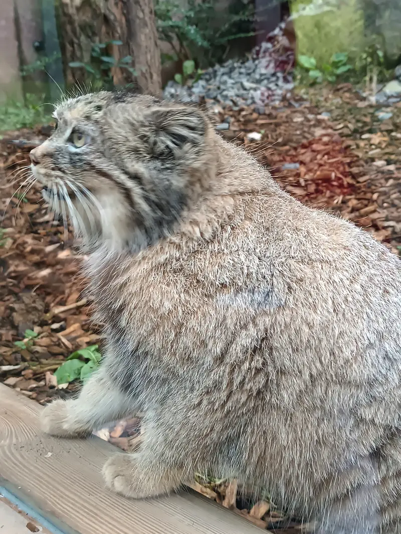 トレゴムール動物園のイフルの写真