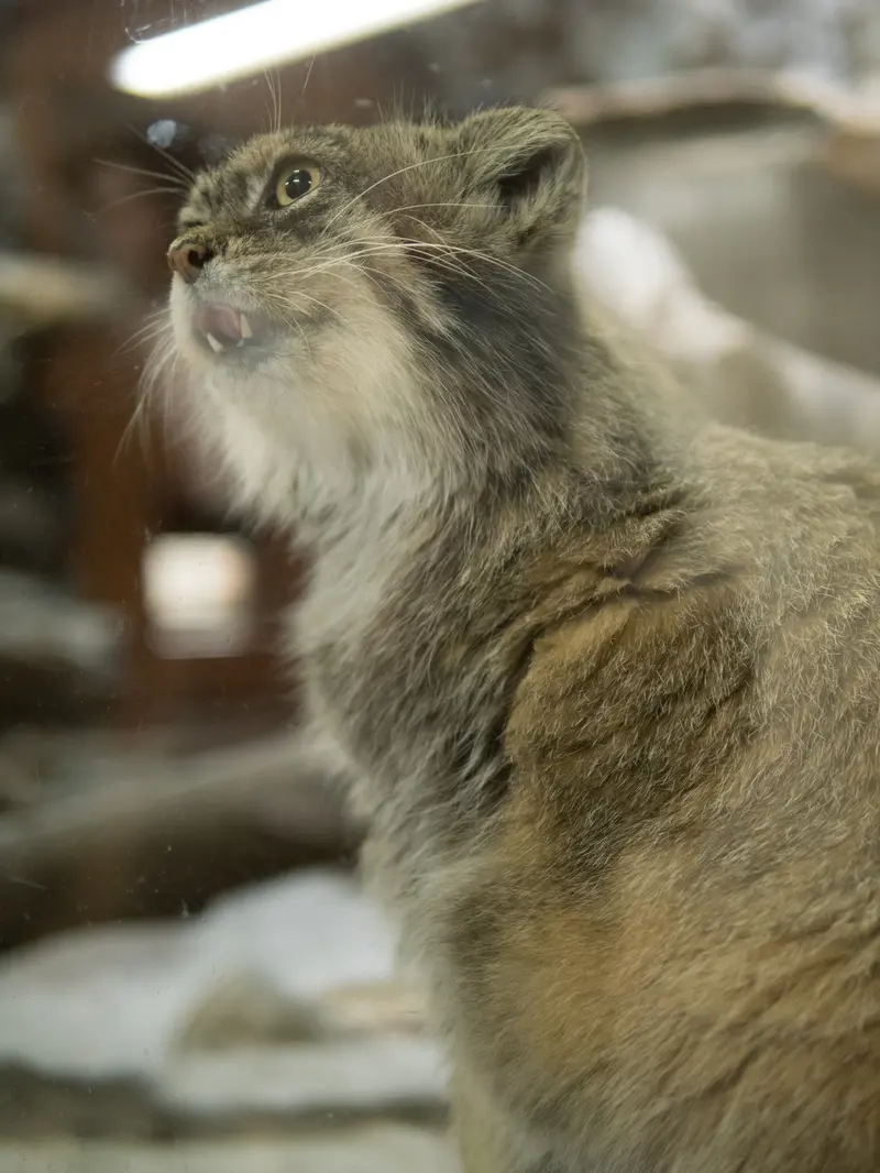 恩賜上野動物園のプリームラの写真