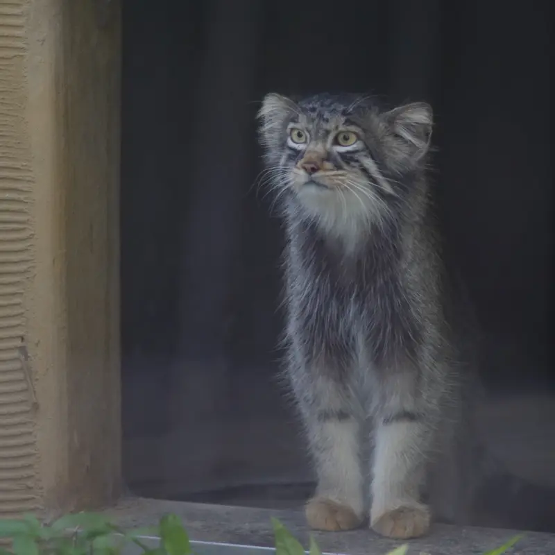 旭山動物園のマヌルネコのヒデ