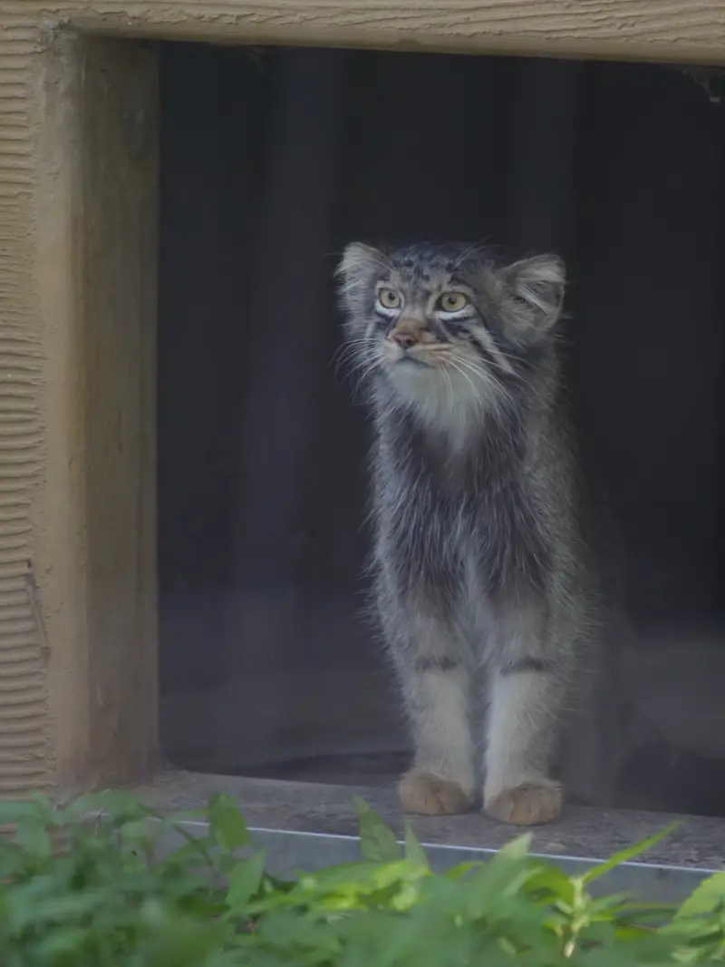 旭山動物園のヒデの写真