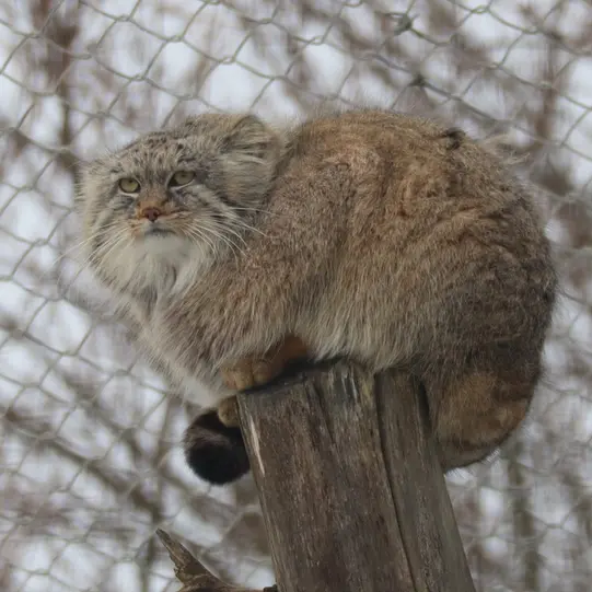 コルケアサーリ動物園のアルカスの写真