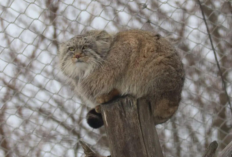 コルケアサーリ動物園のアルカスの写真