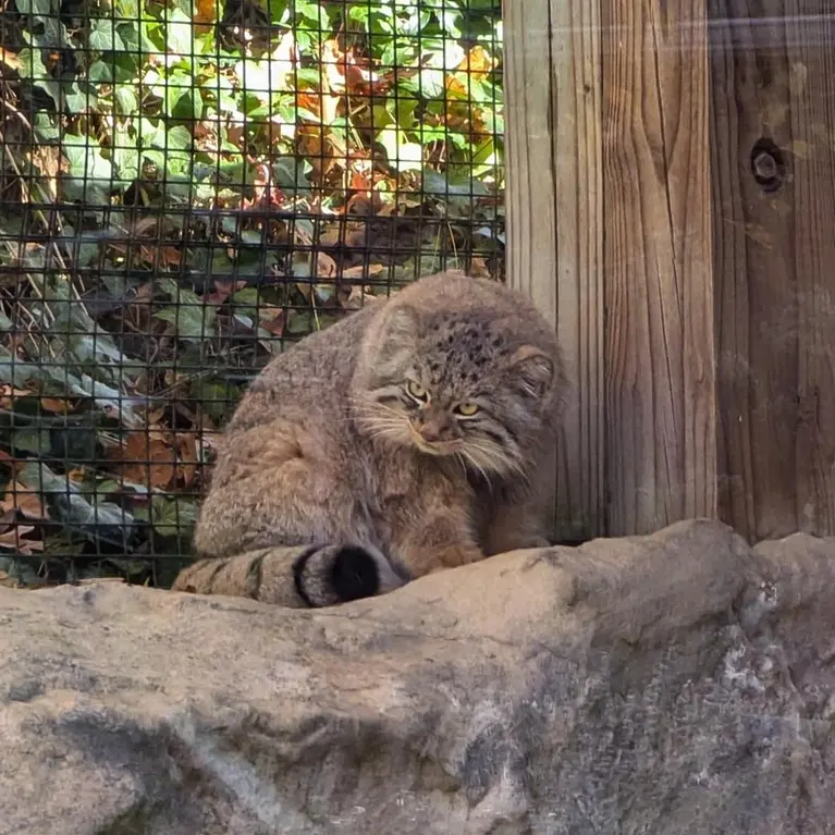ビンガムトン動物園（ロス・パーク）のルカの写真