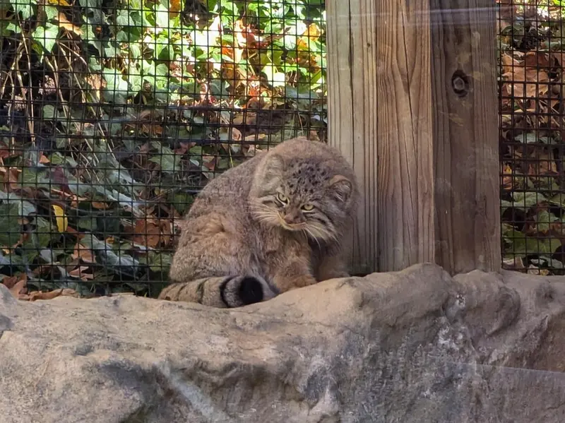 ビンガムトン動物園（ロス・パーク）のルカの写真