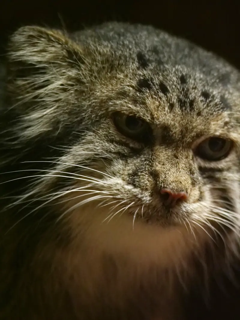 恩賜上野動物園のマヌルネコの写真