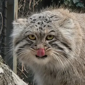 オストラヴァ動物園のマヌルネコのオクサナ