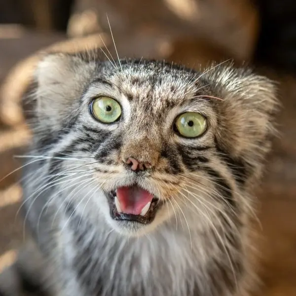 グレートプレーンズ動物園のマヌルネコのタシ