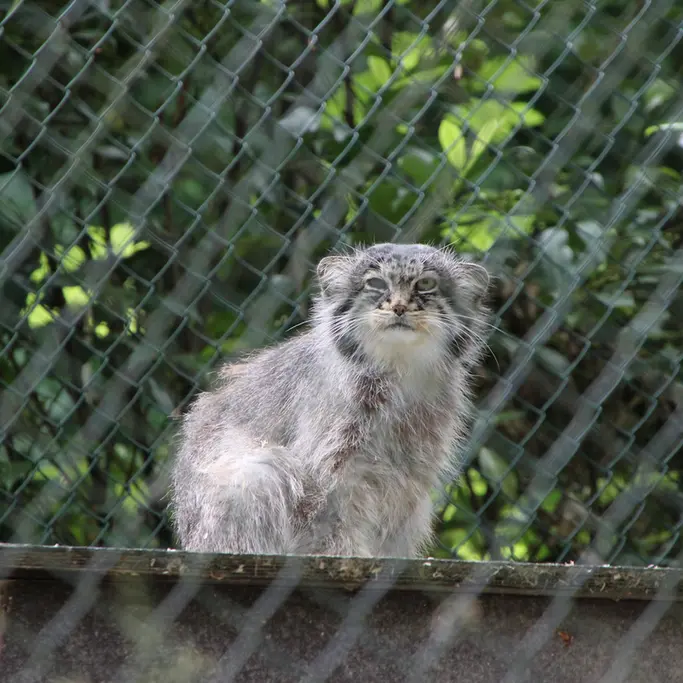 オペル動物園のバトゥの写真