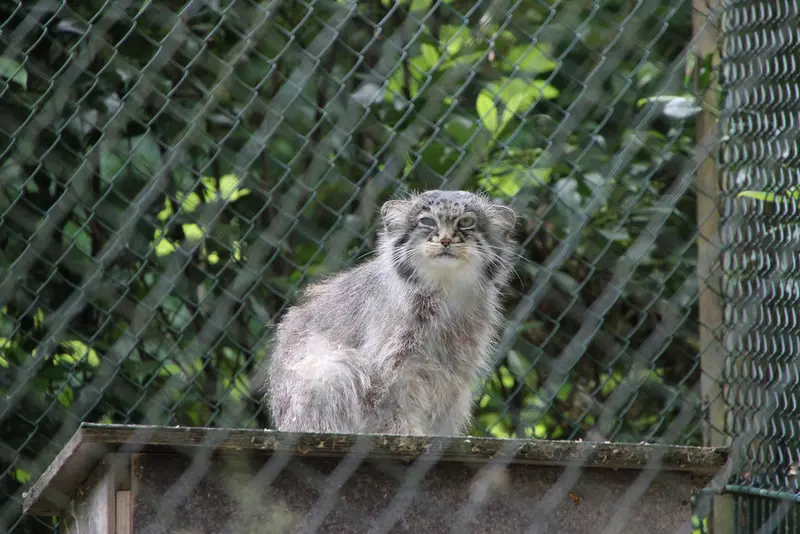 オペル動物園のバトゥの写真