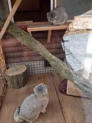 埼玉県こども動物自然公園のシャルとレフの写真