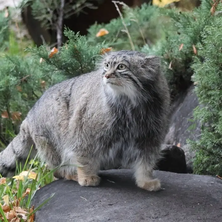 モスクワ動物園のティモフェイの写真