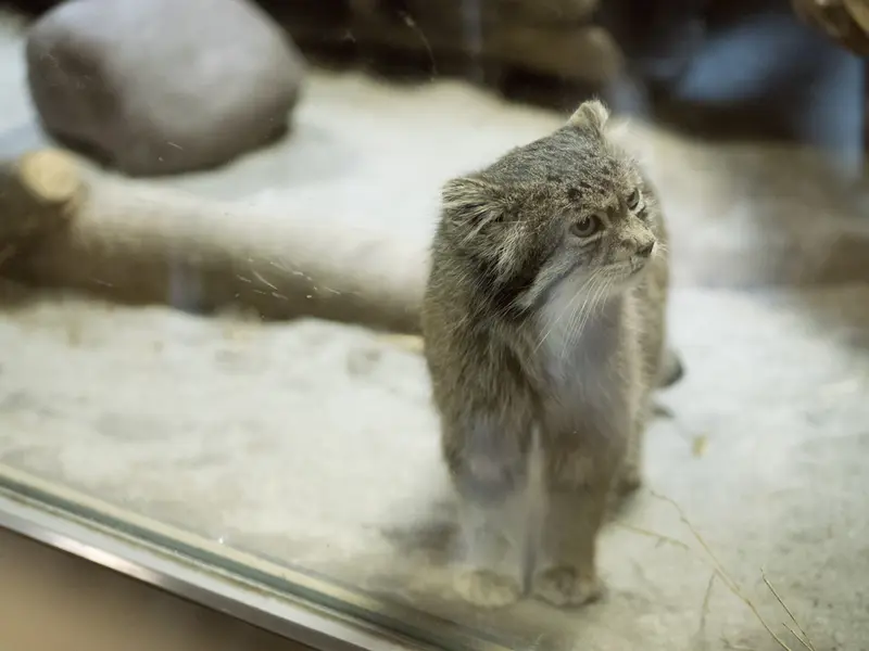 恩賜上野動物園のクリョンの写真