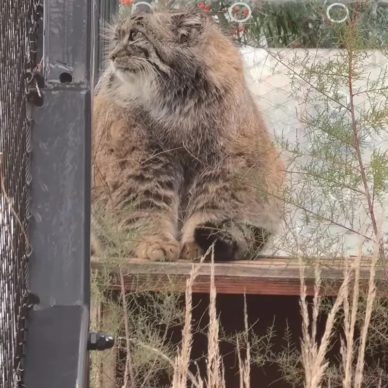 プラハ動物園のマヌルネコの写真